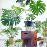 Domáca džungľa , alebo módne rastliny v interiéroch